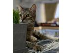 Adopt Manzanilla a Brown Tabby Domestic Shorthair / Mixed (short coat) cat in