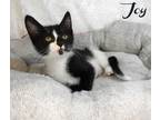 Adopt Joy Sedona a Black & White or Tuxedo Domestic Shorthair (short coat) cat