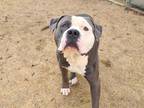 Adopt CACHETON a Gray/Silver/Salt & Pepper - with White American Pit Bull