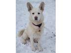 Adopt Rosie AKA Kiwi a Tan/Yellow/Fawn - with White Husky / Mixed dog in West