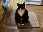 Adopt Cas (Kitty Cas) a Black & White or Tuxedo Domestic Shorthair / Mixed cat