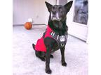 Adopt Grim a Black Australian Kelpie / Labrador Retriever / Mixed dog in