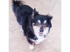 Adopt Arya OS a Black Dachshund / Mixed dog in Las Vegas, NV (33640387)