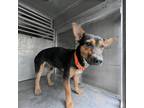 Adopt Sky a Black Miniature Pinscher / Mixed dog in Edinburg, TX (33640375)