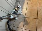 Adopt MANGO a Calico or Dilute Calico Domestic Shorthair / Mixed (short coat)
