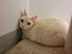 Adopt BATTS a White (Mostly) Siamese / Mixed (short coat) cat in Fairfield
