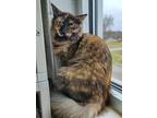Adopt SCARLET a Tortoiseshell Domestic Longhair / Mixed (long coat) cat in
