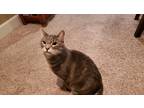 Adopt Fluffers a Tiger Striped American Shorthair / Mixed (short coat) cat in