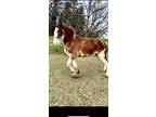 Atlas Young Clydesdale