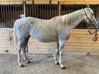 NY Broodmare in foal to King For A Day