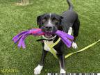 Adopt Gator a Black - with White American Pit Bull Terrier / Mixed dog in West