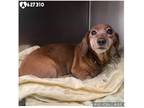 Adopt DOG 2 a Brown/Chocolate - with White Dachshund / Mixed dog in San Antonio