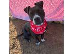 Adopt *ROXIE a Black - with White American Pit Bull Terrier / Mixed dog in