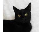 Adopt Sedona a All Black Domestic Shorthair (short coat) cat in Warner Robins