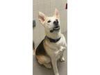 Adopt Toby a Tan/Yellow/Fawn - with White German Shepherd Dog / Husky / Mixed
