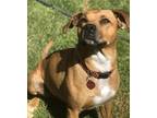 Adopt Natty a Tan/Yellow/Fawn - with White Black Mouth Cur / Terrier (Unknown
