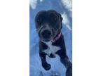 Adopt STELLA a Black - with White German Shepherd Dog / Mixed dog in St.