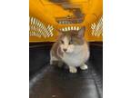 Adopt Snowball a Orange or Red Domestic Shorthair / Domestic Shorthair / Mixed