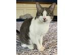 Adopt Gamora a Gray or Blue American Shorthair / Mixed (short coat) cat in