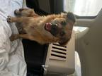 Adopt Cheerio a Dachshund / Corgi dog in Denver, CO (33638937)