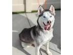 Adopt *GIA a Black - with White Husky / Mixed dog in Camarillo, CA (33638666)
