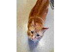 Adopt KALI a Orange or Red Domestic Shorthair / Mixed (short coat) cat in