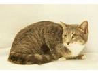 Adopt Auggie a Gray or Blue Domestic Shorthair / Domestic Shorthair / Mixed cat
