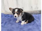 Registered CORGI 1 Male and 1 Female Sweet and Full of personality