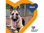 Adopt Mack a Black German Shepherd Dog / Mixed dog in Corvallis, OR (28255493)