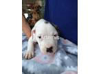 Adopt Artemis a White - with Brown or Chocolate Pit Bull Terrier / Mixed dog in