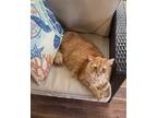 Adopt Pumpkin a Orange or Red Domestic Longhair / Mixed (medium coat) cat in