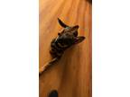 Adopt Cielo a Brown/Chocolate - with Black German Shepherd Dog / Mixed dog in