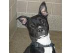 Adopt Carlton a Black American Pit Bull Terrier / Mixed dog in Ann Arbor