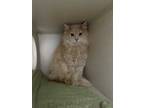Adopt Butter a Orange or Red Domestic Longhair / Domestic Shorthair / Mixed cat