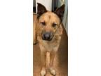 Adopt Doug a Tan/Yellow/Fawn Shepherd (Unknown Type) / Mixed dog in Madera