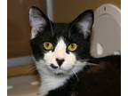 Adopt Otter a Domestic Shorthair / Mixed cat in Lexington, KY (33637565)