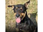 Adopt Grasshopper 22-01-029 a Black Rottweiler / Mixed dog in Bastrop