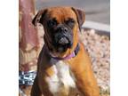 Adopt SCOOBY a Tan/Yellow/Fawn Boxer / Mixed dog in Kuna, ID (33637320)