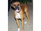 Adopt SADIE a Tan/Yellow/Fawn Boxer / Mixed dog in Kuna, ID (33637307)