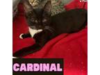 Cardinal, Domestic Shorthair For Adoption In Alpharetta, Georgia