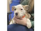 Kobie, American Pit Bull Terrier For Adoption In Carlisle, Pennsylvania