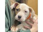 Millie C, American Pit Bull Terrier For Adoption In Carlisle, Pennsylvania
