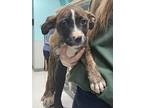 Mollie C, American Pit Bull Terrier For Adoption In Carlisle, Pennsylvania