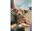 Duke, American Pit Bull Terrier For Adoption In Carlisle, Pennsylvania