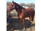 3 year old quarter horse mare