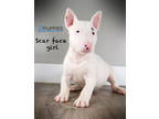 Bull Terrier Puppy for sale in Corning, CA, USA