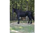 Black Friesian Sport Horse