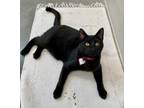 Adopt Moss a All Black Domestic Shorthair / Domestic Shorthair / Mixed cat in