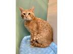 Adopt Meowza a Orange or Red Domestic Shorthair / Domestic Shorthair / Mixed cat