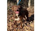 Adopt Hulk a Beagle / Labrador Retriever / Mixed dog in Calverton, NY (33655950)